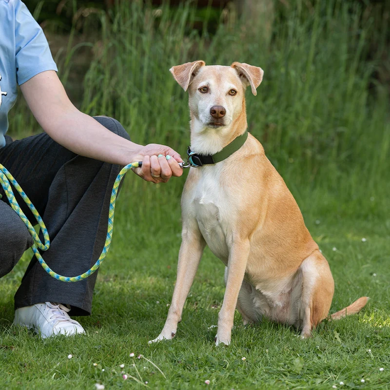 Hundehalsband mit veganem Apfelleder Khaki