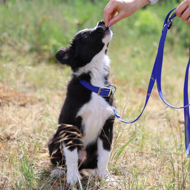 Hundehalsband Soft Vinyl Kobaltblau