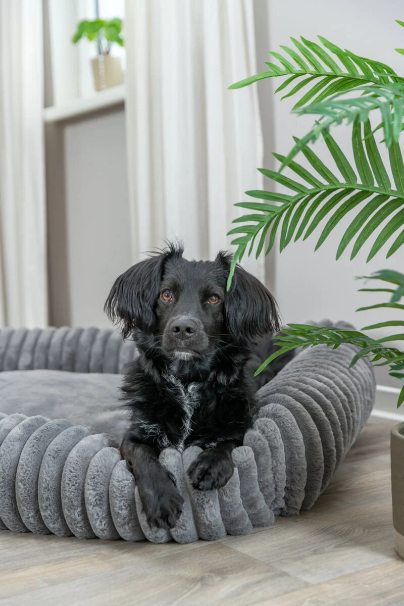 Eckiges Hundebett Lonni aus Plüsch mit Rand in Breitcord-Optik