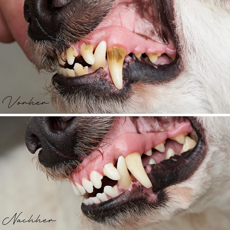Denta Vital Pulver