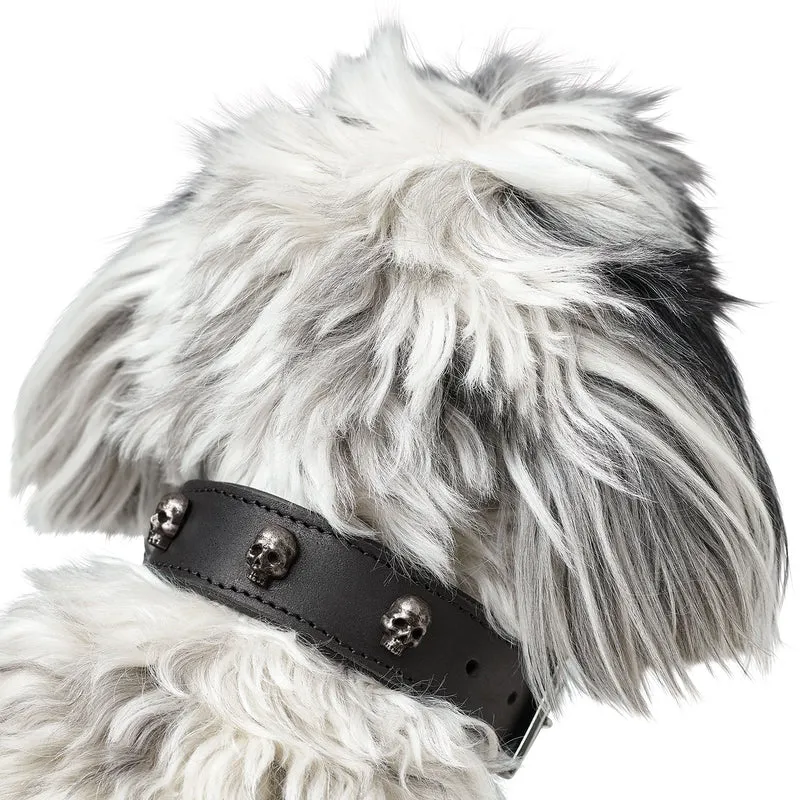 Halsband Tijuana