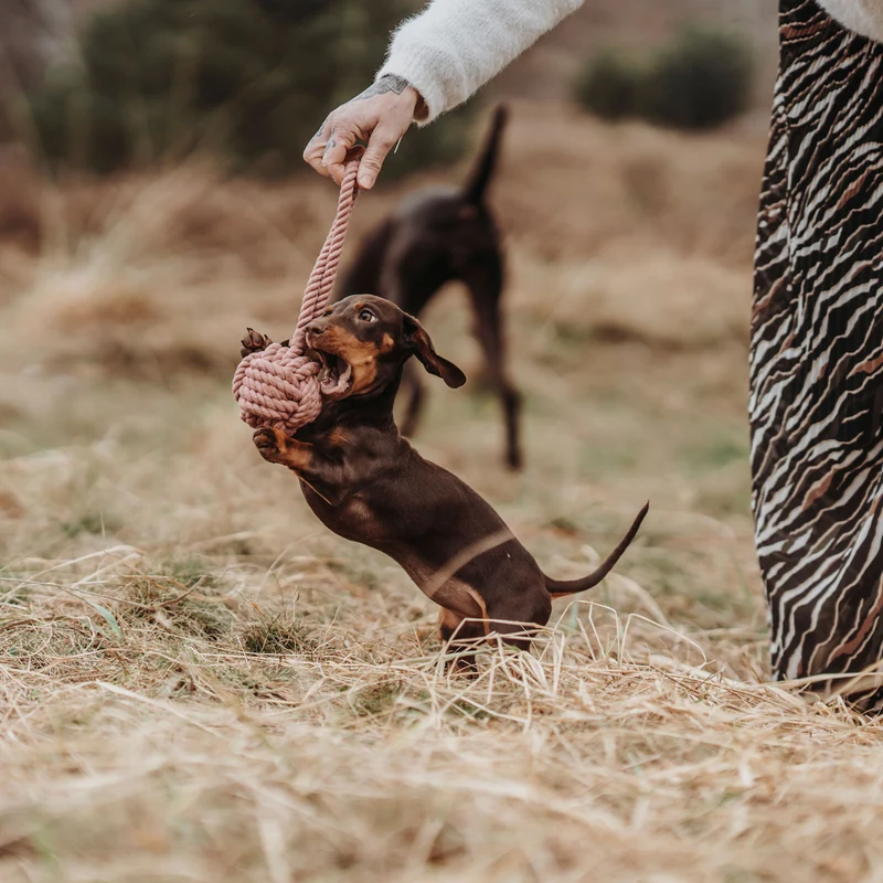 Hundespielzeug Inari