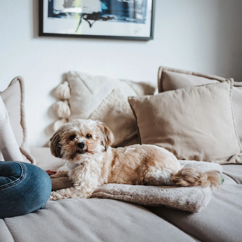 Hundematte Rockford