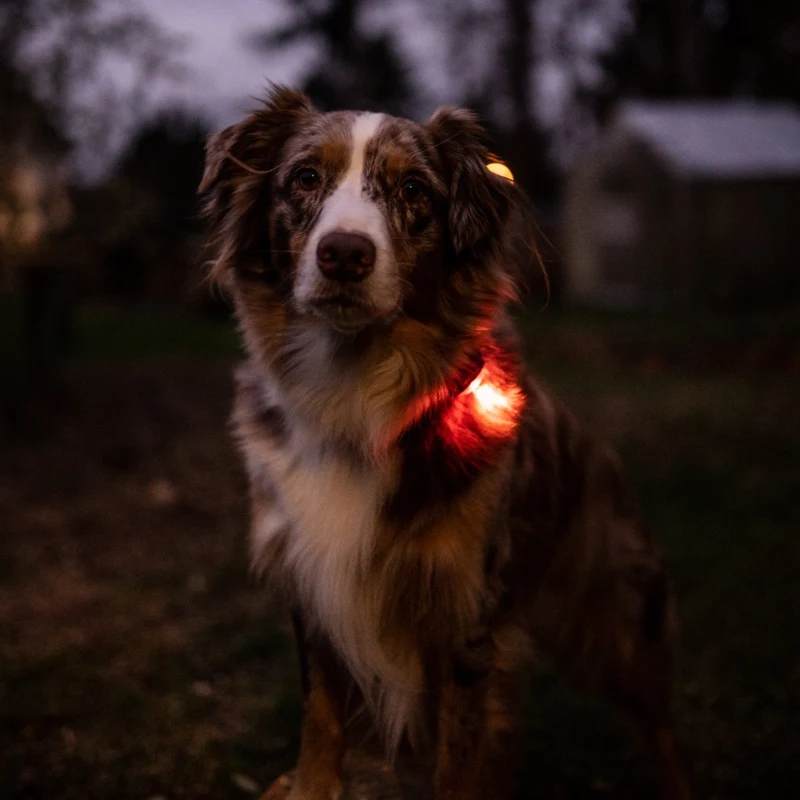 SICHERHEITSLICHT DOG DUAL AMBER