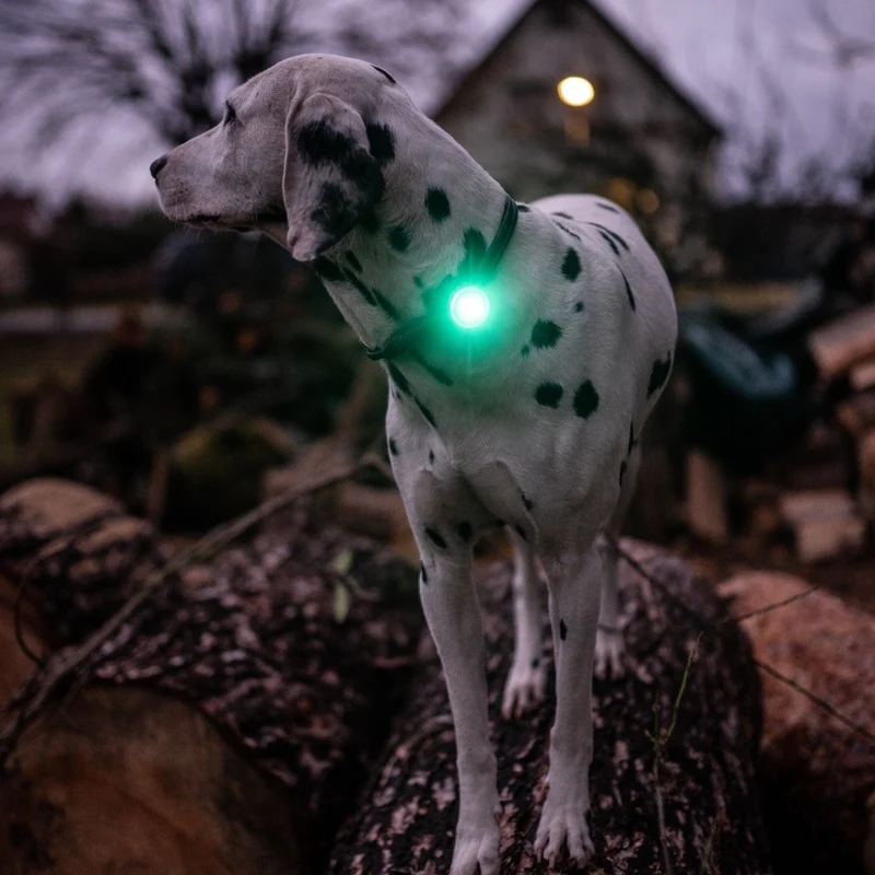 SICHERHEITSLICHT DOG DUAL TÜRKIS