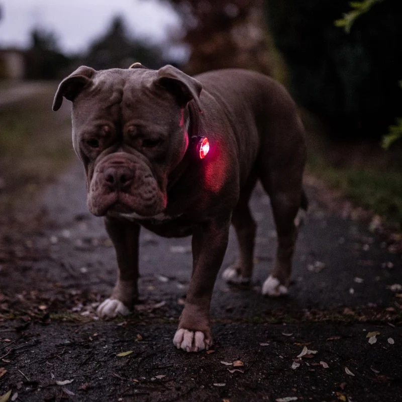 SICHERHEITSLICHT DOG DUAL PINK