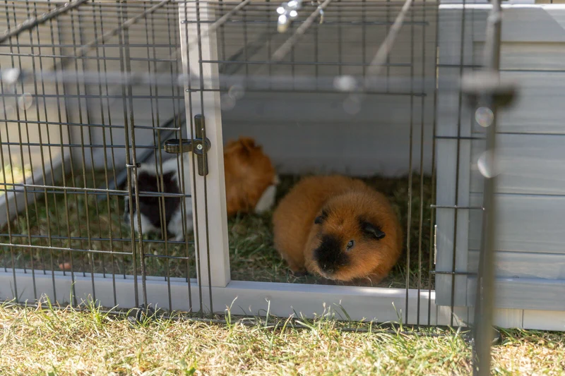Kleintierstall mit Freilaufgehege