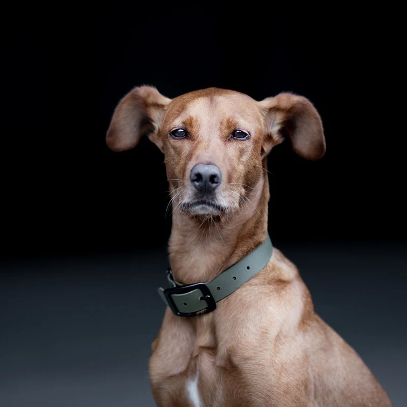BioThane® Hundehalsband NEO Olive