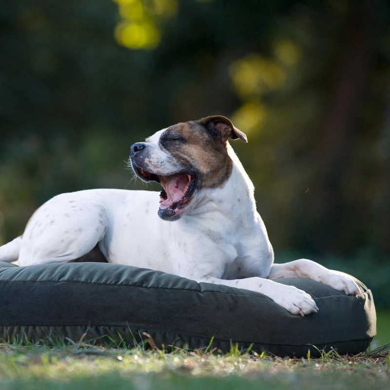 Hundekissen Luna Lounge Oxford Olive
