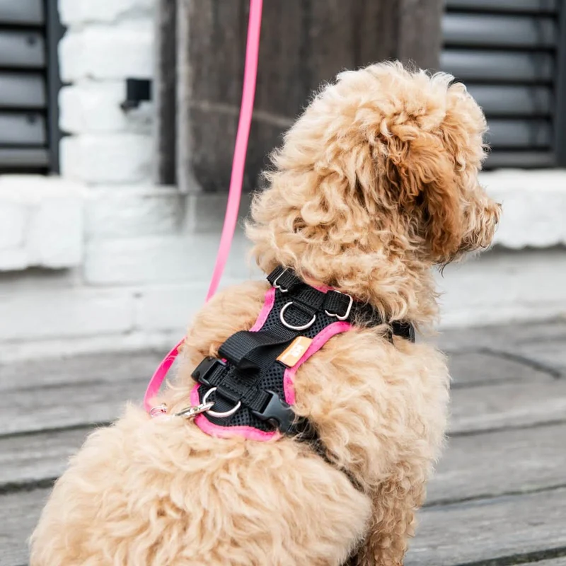 Welpenleine und Minihund BIOTHANE®