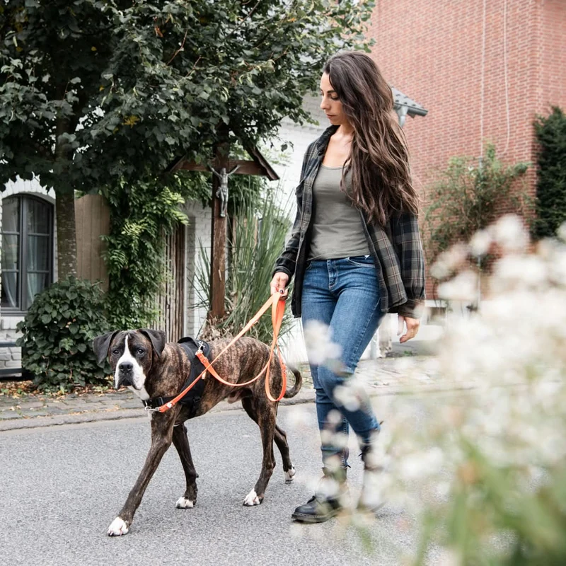 Hundegeschirr Ausbildung