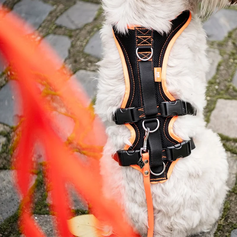 Hundegeschirr Support und Sicherheit