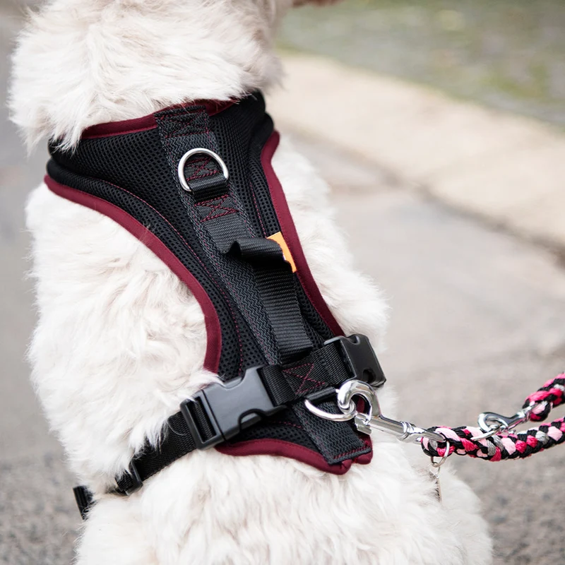 Hundegeschirr Standard