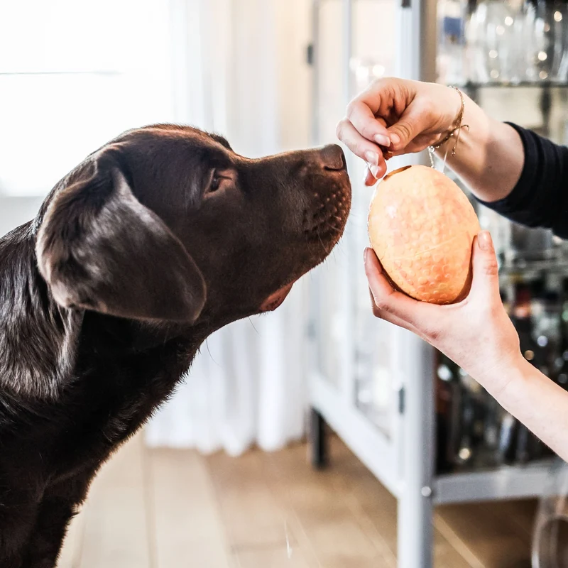 Hunde-Straußenei befüllbar