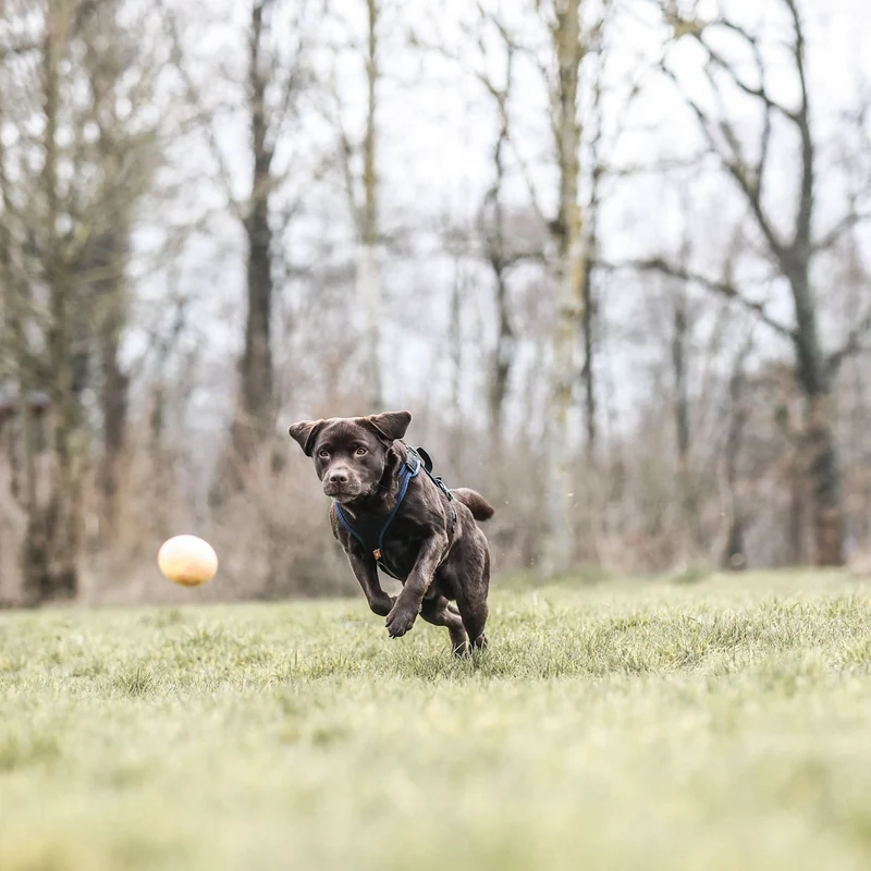 Hunde-Straußenei befüllbar
