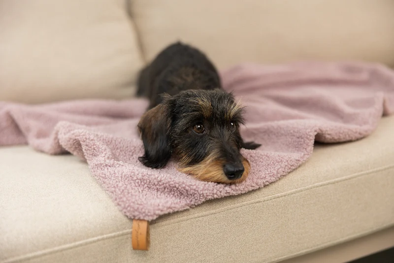 Oversize Hundedecke aus Teddy Mauve