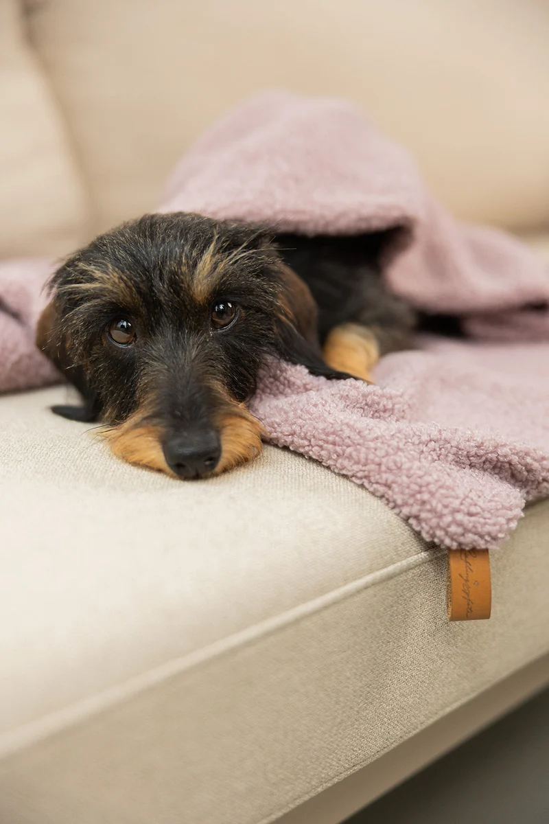 Oversize Hundedecke aus Teddy Mauve