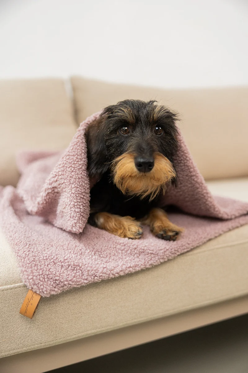 Oversize Hundedecke aus Teddy Mauve
