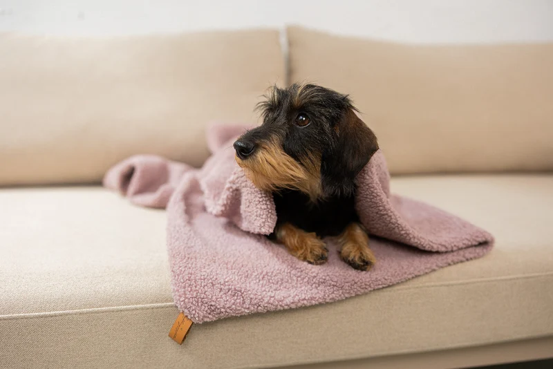 Oversize Hundedecke aus Teddy Mauve