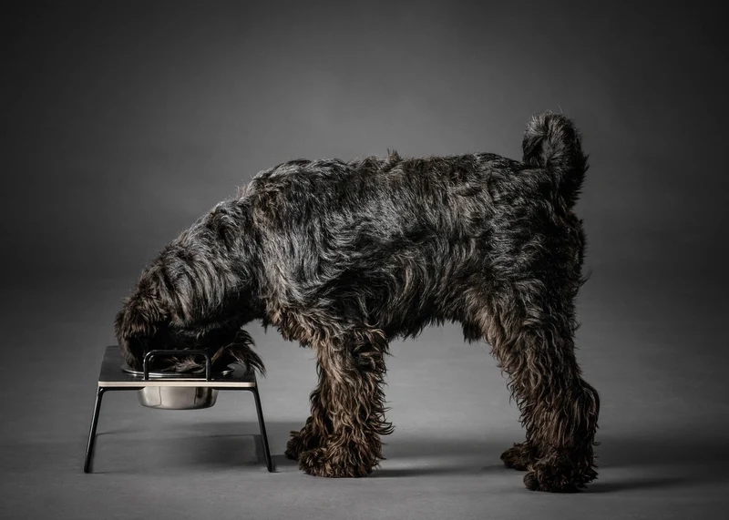 Wuff`s Feeder Small - Schwarz