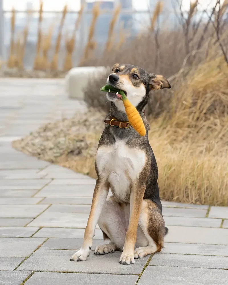 BUDDY. Hundespielzeug aus Wollfilz "Karotte"