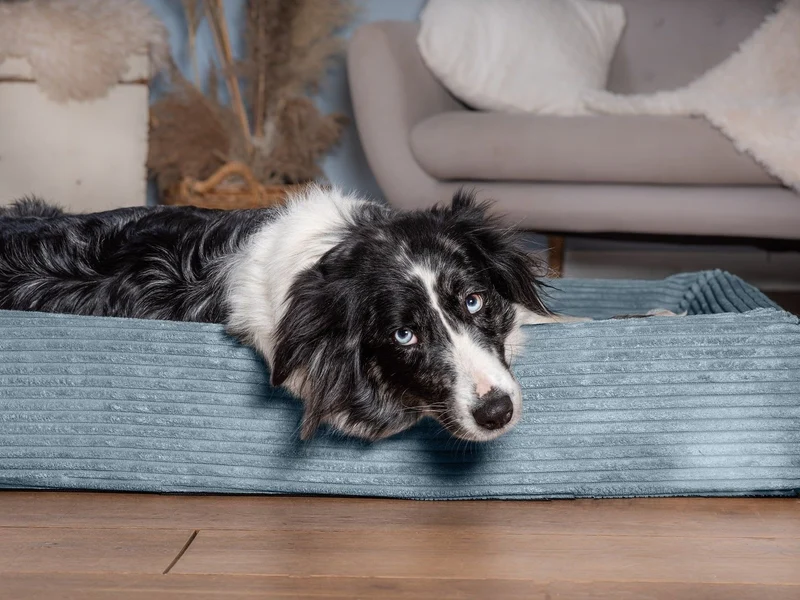 Hundebett KUDDE Cord