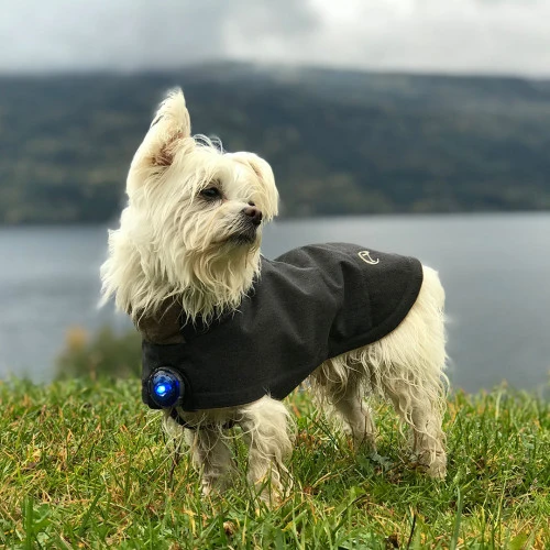SICHERHEITSLICHT DOG DUAL BLAU