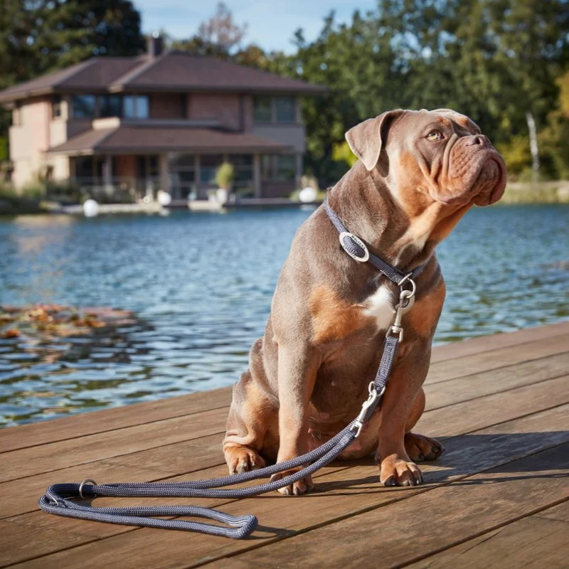Hundehalsband Tau K2 Champagner