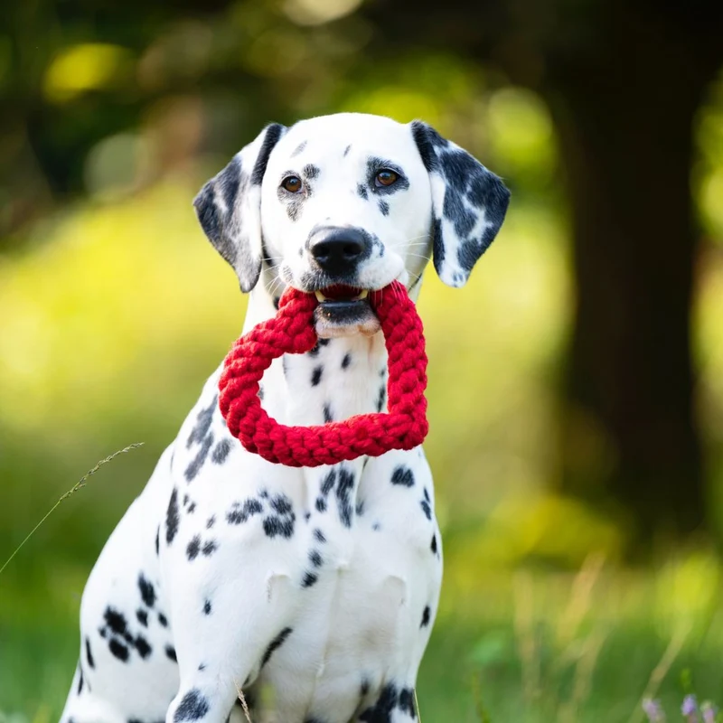 Hundespielzeug Hertha Heart