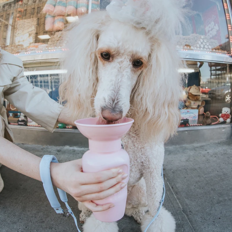 Reiseflasche Klassik für Hunde 650ml Zuckerwatte
