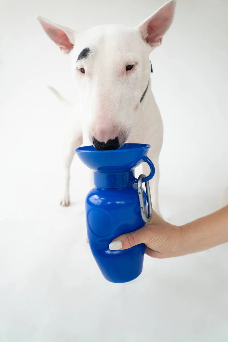 Reiseflasche Klassik für Hunde 650ml Royalblau