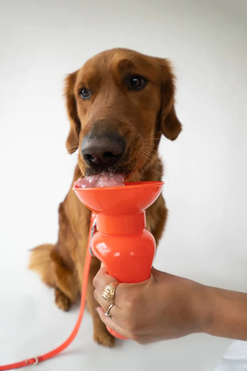 Reiseflasche Klassik für Hunde 650ml Mohnblume