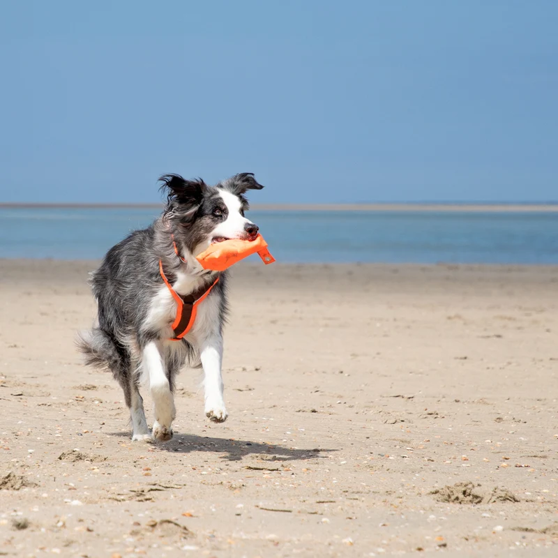 Hundegeschirr PROTECT Leuchtorange/Braun
