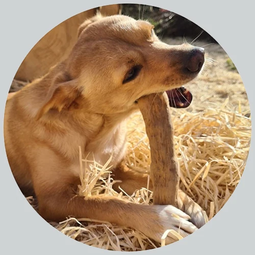 Kauspielzeug Kaffeeholz Coffee Wood Dog Chew Stick