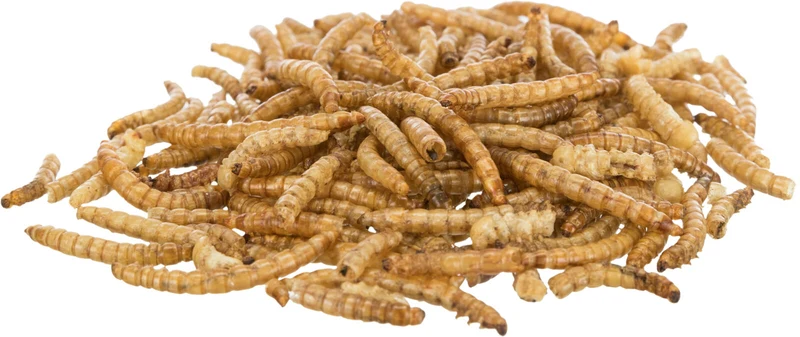 Mehlwürmer