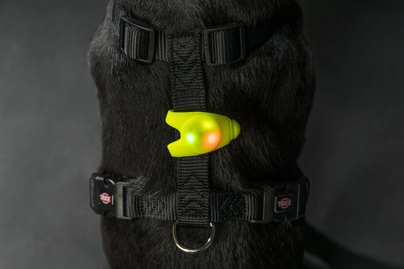 Flasher für Hunde