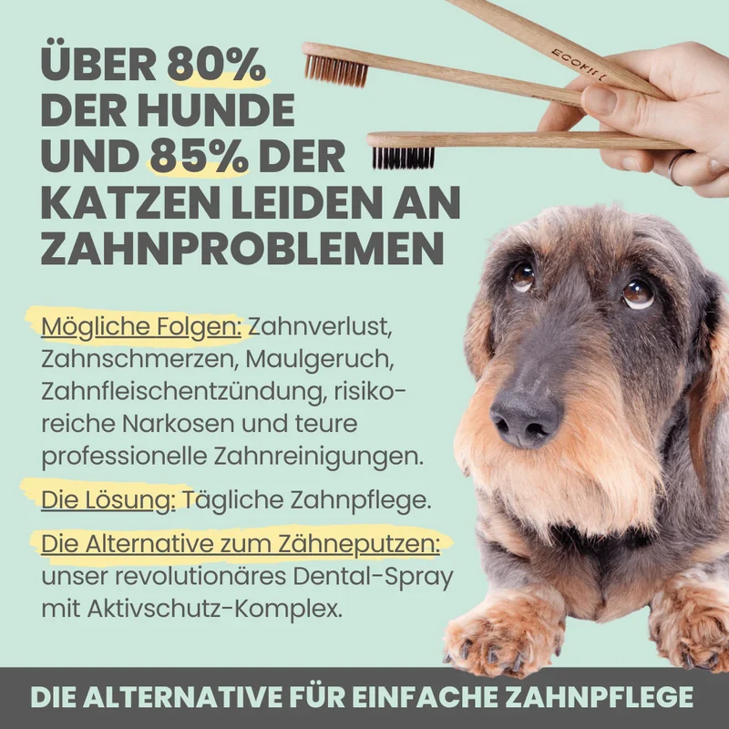 noms+ Dentalspray bei Zahnstein für Hunde und Katzen