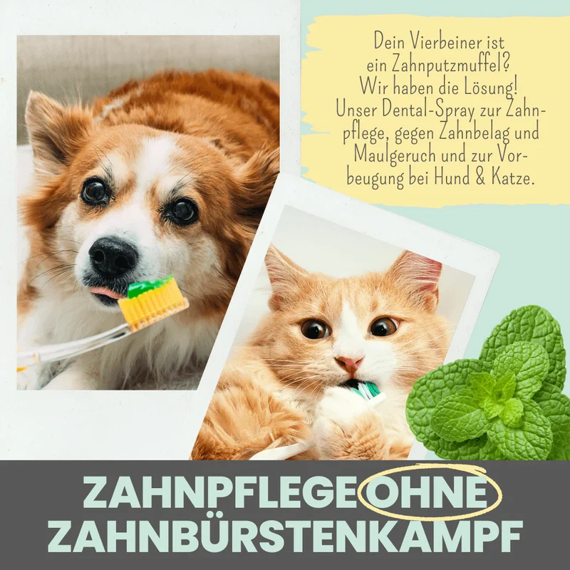 noms+ Dentalspray bei Zahnstein für Hunde und Katzen