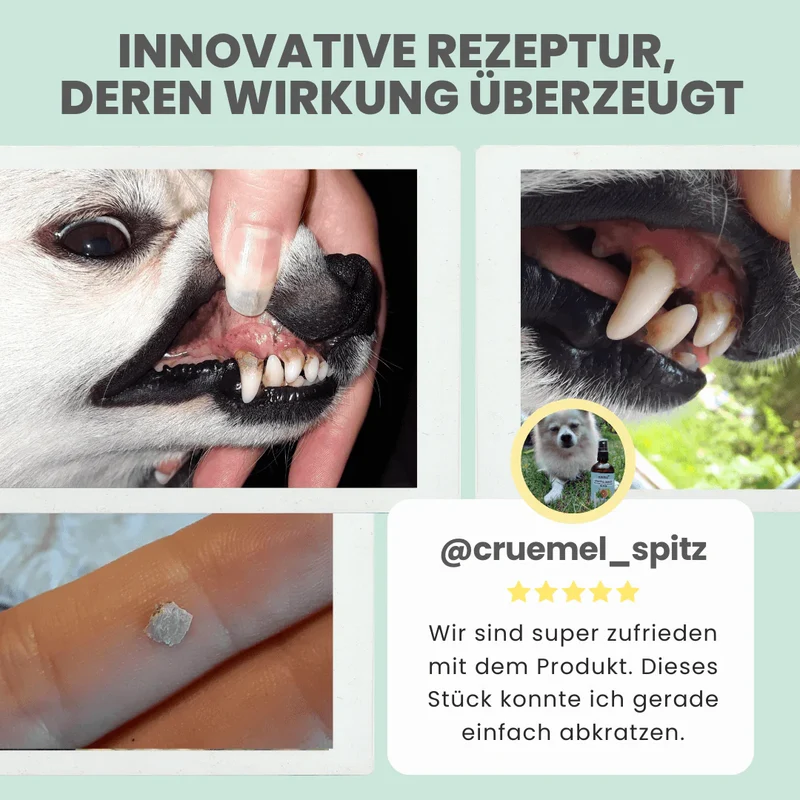 noms+ Dentalspray bei Zahnstein für Hunde und Katzen