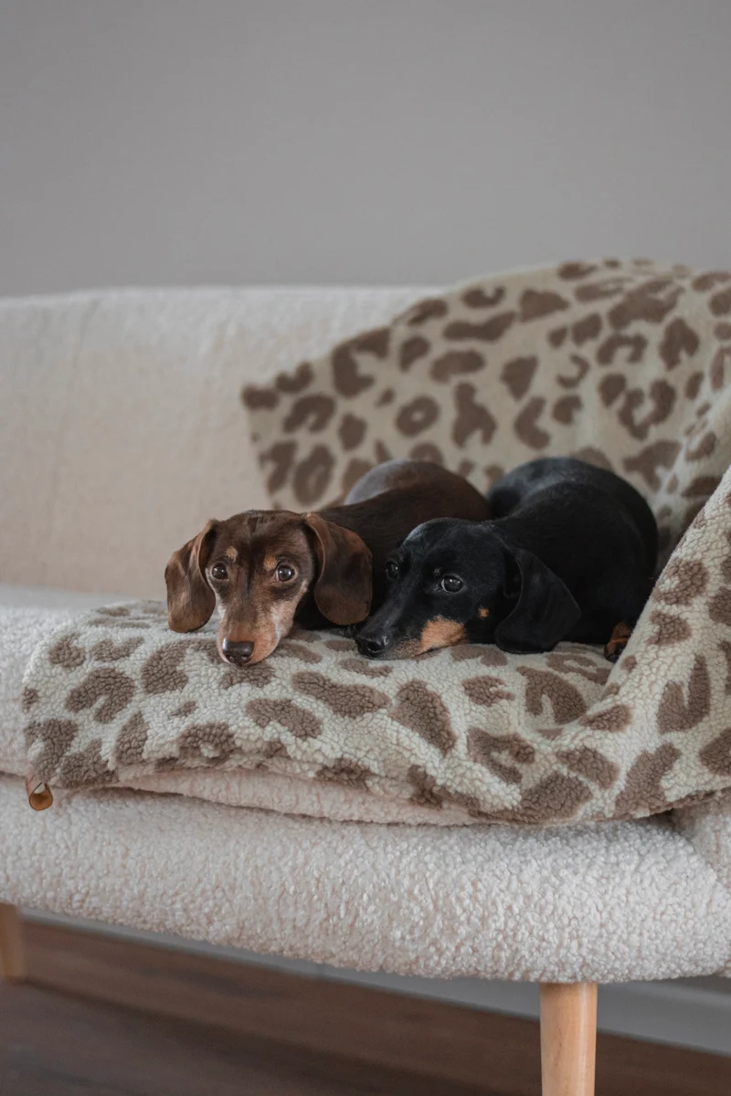 Hundedecke Teddy Leo Sand/ Braun
