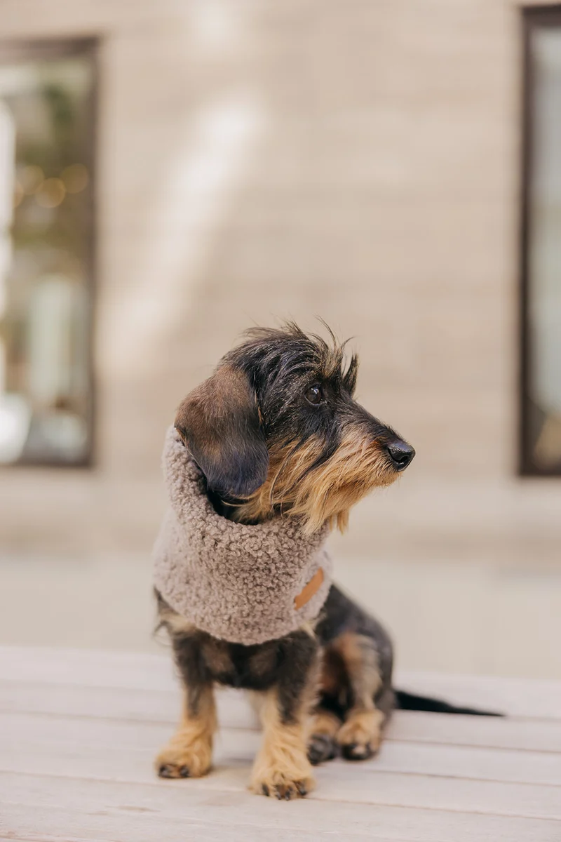 Hundeloop Teddy TAUPE