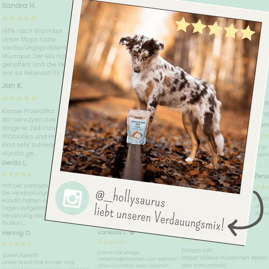 Noms+ Verdauungsmix für Hunde | Hilfe bei Durchfall | Für gesunde Darmfunktion | 100% vegan & tierleidfrei