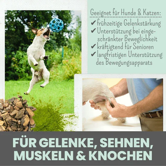 Noms+ Gelenkmix mit Teufelskralle, Kurkuma & Glucosamin für Hunde & Katzen | Unterstützt akut & frühzeitig | 100% vegan & tierleidfrei