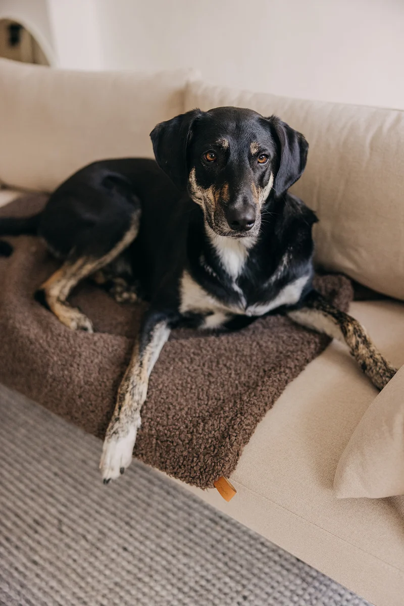 Hundedecke Nube Braun