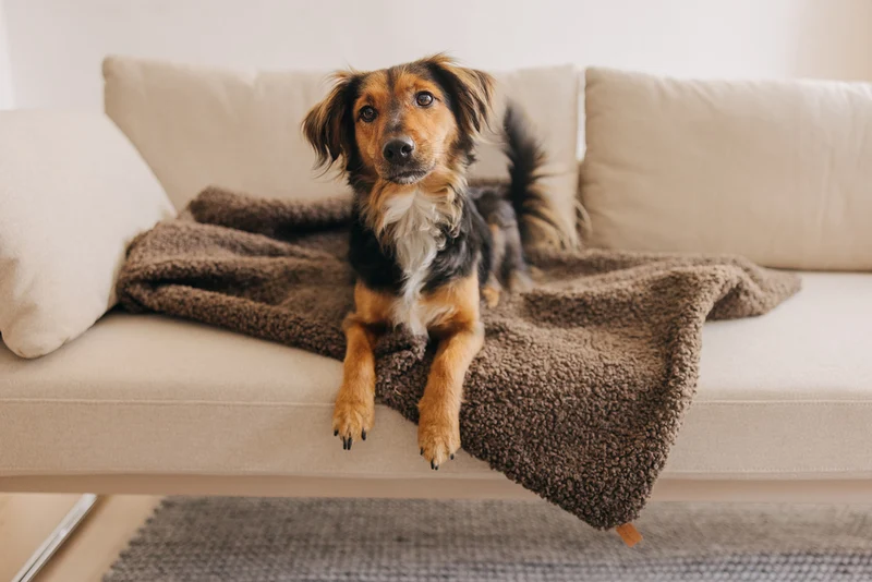 Hundedecke Nube Braun