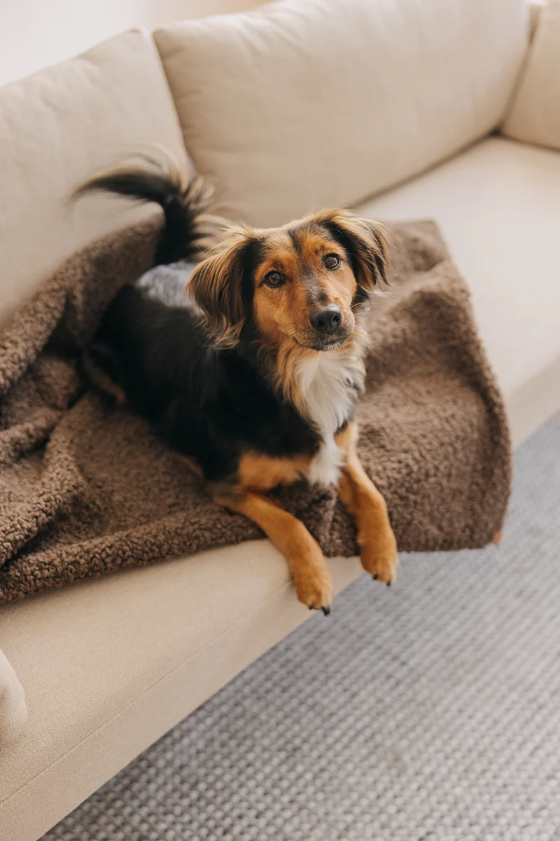 Hundedecke Nube Braun