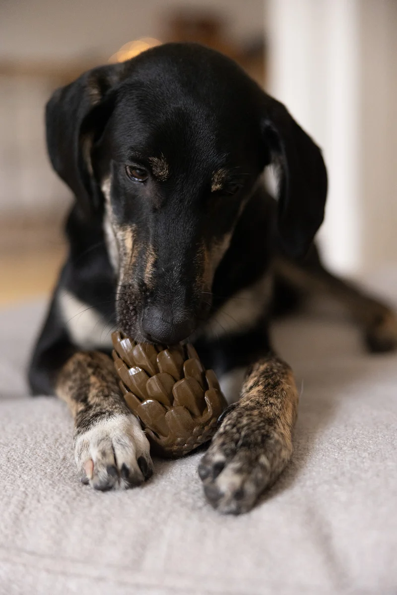 Loblolly Pinecone Tannenzapfen