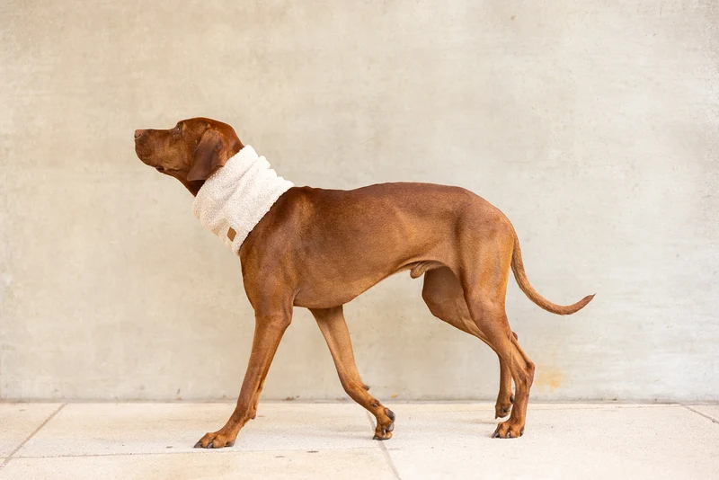 Hundeloop Teddy Beige
