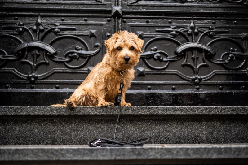 2-fach verstellbare Leine Rundleder SCHWARZ