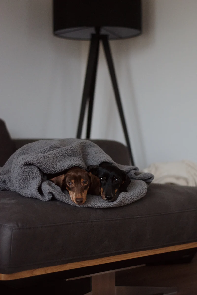 Oversize Hundedecke aus Teddy Anthrazit